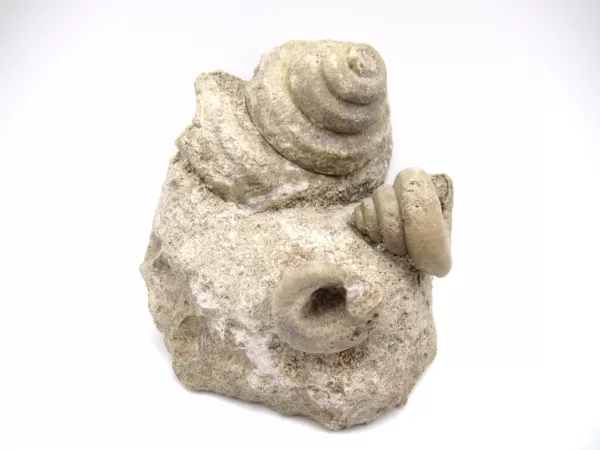 Genuine Mississippian Age Euomphalus Gastropod Fossil for Sale from Iowa # 3