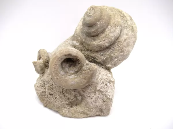 Genuine Mississippian Age Euomphalus Gastropod Fossil for Sale from Iowa #3a