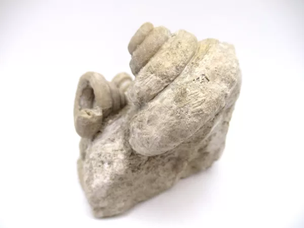 Genuine Mississippian Age Euomphalus Gastropod Fossil for Sale from Iowa #3b