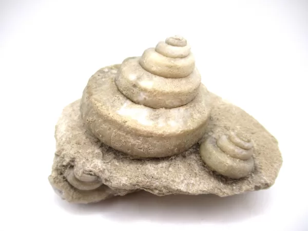 Genuine Mississippian Age Euomphalus Gastropod Fossil for Sale from Iowa #4a