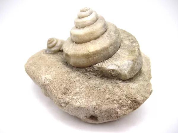 Genuine Mississippian Age Euomphalus Gastropod Fossil for Sale from Iowa #4c