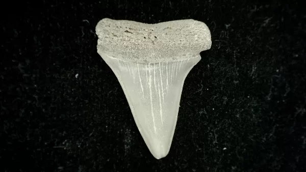 Genuine Miocene Age Cosmopolitodus hastalis Shark Tooth Fossil for Sale from North Carolina #1