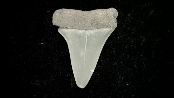 Genuine Miocene Age Cosmopolitodus hastalis Shark Tooth Fossil for Sale from North Carolina #1a