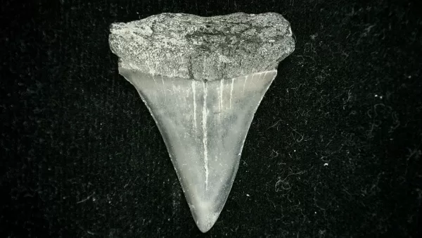 Genuine Miocene Age Cosmopolitodus hastalis Shark Tooth Fossil for Sale from North Carolina #3