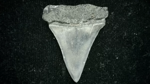 Genuine Miocene Age Cosmopolitodus hastalis Shark Tooth Fossil for Sale from North Carolina #3a