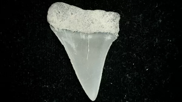 Genuine Miocene Age Cosmopolitodus hastalis Shark Tooth Fossil for Sale from North Carolina #5a