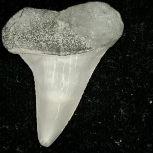 Genuine Miocene Age Cosmopolitodus hastalis Shark Tooth Fossil for Sale from North Carolina #6