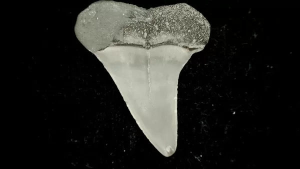 Genuine Miocene Age Cosmopolitodus hastalis Shark Tooth Fossil for Sale from North Carolina #6a