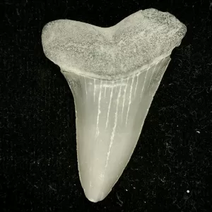 Genuine Miocene Age Cosmopolitodus hastalis Shark Tooth Fossil for Sale from North Carolina #7