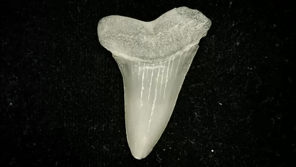 Genuine Miocene Age Cosmopolitodus hastalis Shark Tooth Fossil for Sale from North Carolina #7