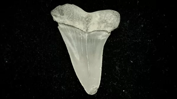 Genuine Miocene Age Cosmopolitodus hastalis Shark Tooth Fossil for Sale from North Carolina #7a