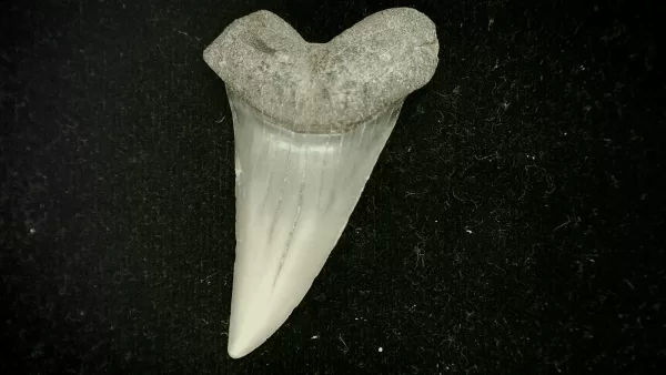 Genuine Miocene Age Cosmopolitodus hastalis Shark Tooth Fossil for Sale from North Carolina #9