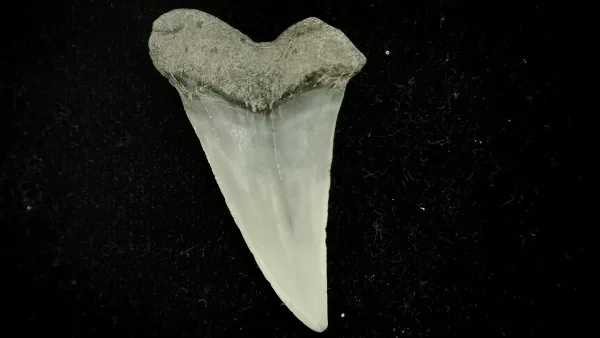 Genuine Miocene Age Cosmopolitodus hastalis Shark Tooth Fossil for Sale from North Carolina #9a