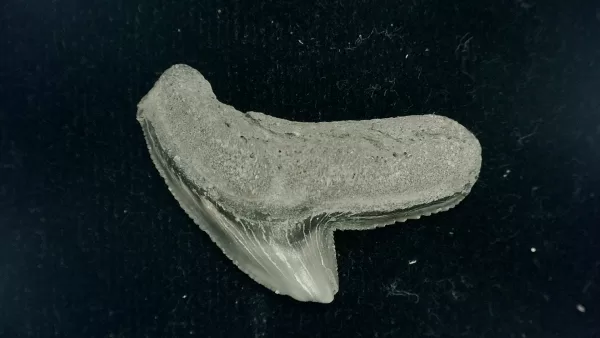 Genuine Miocene Age Galeocerdo cuvier Shark Tooth Fossil for Sale from Chesapeake Bay, Maryland #39