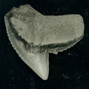 Genuine Miocene Age Galeocerdo cuvier Shark Tooth Fossil for Sale from Chesapeake Bay, Maryland #40