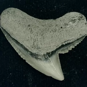 Genuine Miocene Age Galeocerdo cuvier Shark Tooth Fossil for Sale from Chesapeake Bay, Maryland #41