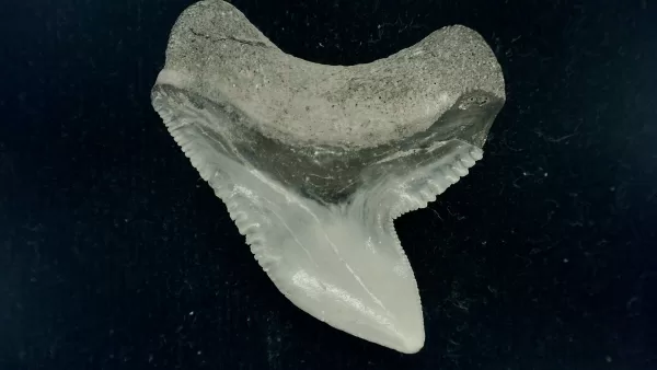 Genuine Miocene Age Galeocerdo cuvier Shark Tooth Fossil for Sale from Chesapeake Bay, Maryland #42a