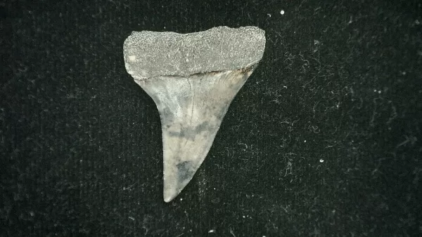 Genuine Miocene Age Isurus desori Shark Tooth Fossil for Sale from North Carolina #1a