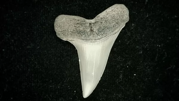 Genuine Miocene Age Isurus desori Shark Tooth Fossil for Sale from North Carolina #3