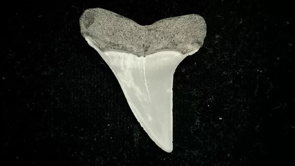 Genuine Miocene Age Isurus desori Shark Tooth Fossil for Sale from North Carolina #3a