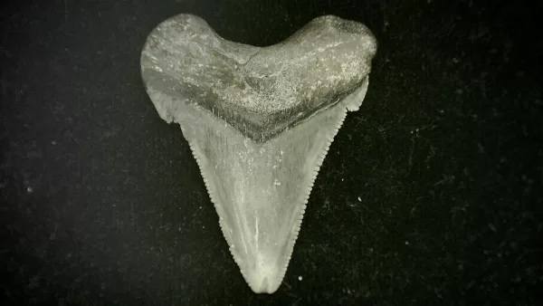 Genuine Miocene Age Otodus angustidens Shark Tooth Fossil for Sale from North Carolina #2