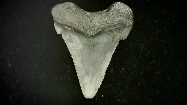 Genuine Miocene Age Otodus angustidens Shark Tooth Fossil for Sale from North Carolina #2a