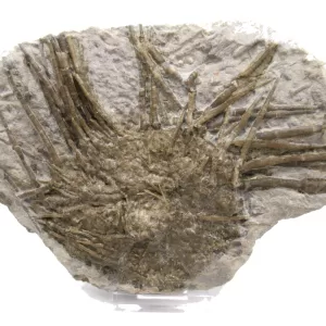 Genuine Mississippian Age Archaeocidaris Echinoid Fossil for Sale from Missouri #25