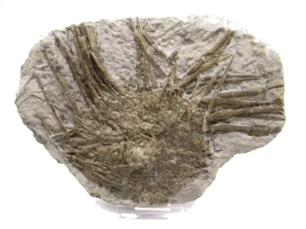 Genuine Mississippian Age Archaeocidaris Echinoid Fossil for Sale from Missouri #25