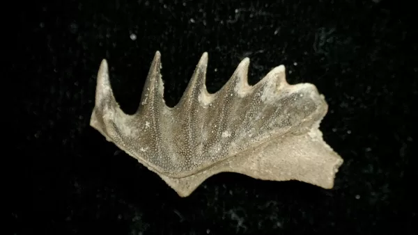 Genuine Cretaceous Age Lungfish Tooth (Ceratodus) Fossil for Sale from Morocco #4