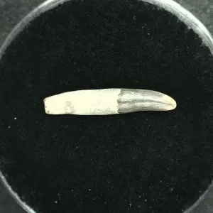 Genuine Miocene Age Dolphin Tooth Fossils From Lee Creek North Carolina For Sale #1