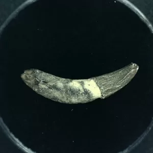 Genuine Miocene Age Dolphin Tooth Fossils From Lee Creek North Carolina For Sale #5