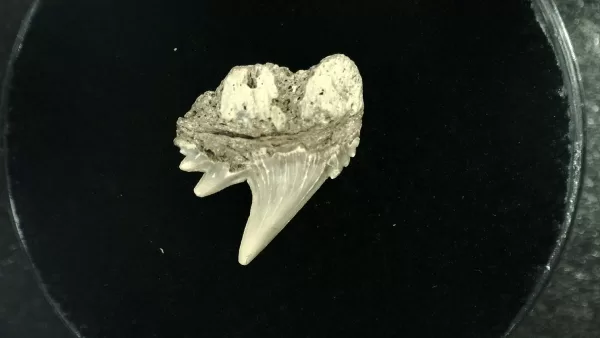 Genuine Miocene Age Hexanchus Shark Tooth Fossils From Lee Creek North Carolina For Sale #2a