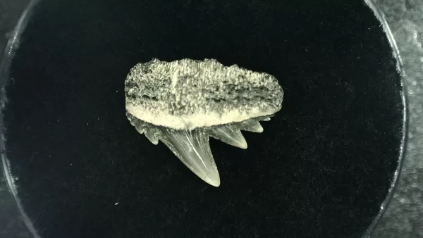 Genuine Miocene Age Hexanchus Shark Tooth Fossils From Lee Creek North Carolina For Sale #4a