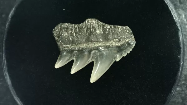 Genuine Miocene Age Hexanchus Shark Tooth Fossils From Lee Creek North Carolina For Sale #5