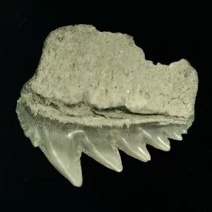 Genuine Miocene Age Hexanchus Shark Tooth Fossils From Lee Creek North Carolina For Sale #7