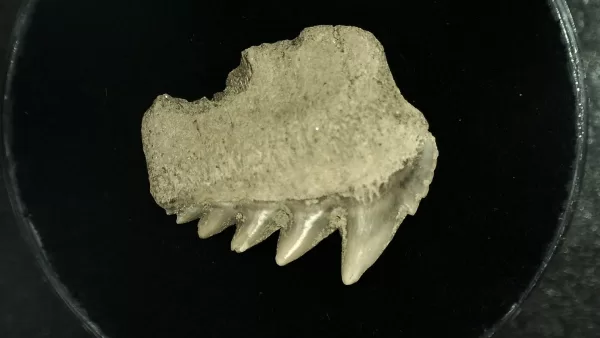 Genuine Miocene Age Hexanchus Shark Tooth Fossils From Lee Creek North Carolina For Sale #7a