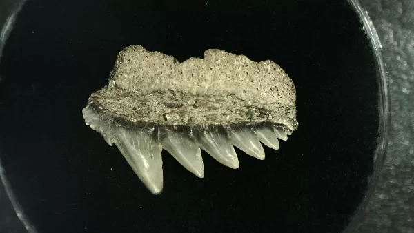 Genuine Miocene Age Hexanchus Shark Tooth Fossils From Lee Creek North Carolina For Sale #8