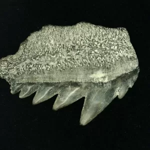 Genuine Miocene Age Hexanchus Shark Tooth Fossils From Lee Creek North Carolina For Sale #9