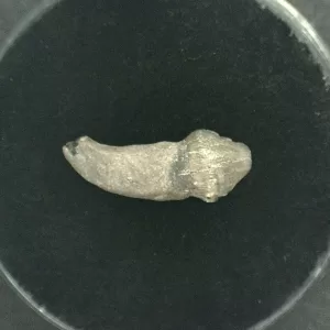 Genuine Miocene Age Seal Tooth Fossils From Lee Creek North Carolina For Sale #4