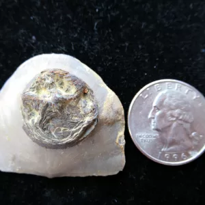 Genuine Ordovician Age Carneyella Edrioasteroid From Ohio For Sale #1