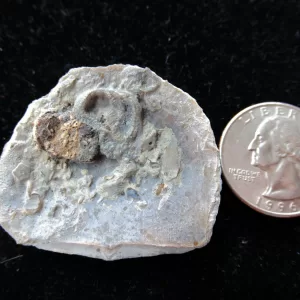 Genuine Ordovician Age Carneyella Edrioasteroid From Ohio For Sale #2