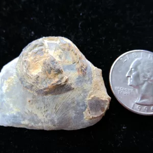 Genuine Ordovician Age Carneyella Edrioasteroid From Ohio For Sale #3