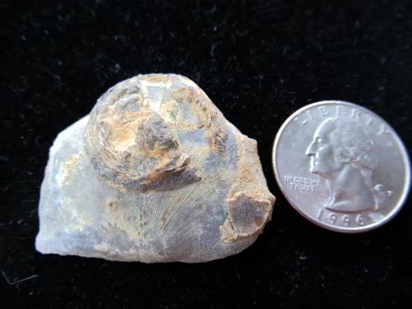 Genuine Ordovician Age Carneyella Edrioasteroid From Ohio For Sale #3