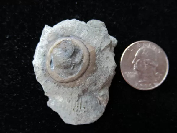 Genuine Ordovician Age Isorophus Edrioasteroid From Ohio For Sale #1