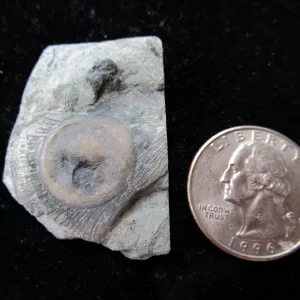 Genuine Ordovician Age Isorophus Edrioasteroid From Ohio For Sale #10