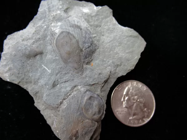 Genuine Ordovician Age Isorophus Edrioasteroid From Ohio For Sale #12