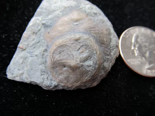 Genuine Ordovician Age Isorophus Edrioasteroid From Ohio For Sale #2a