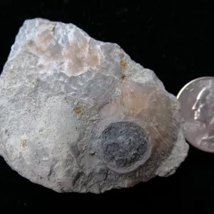 Genuine Ordovician Age Isorophus Edrioasteroid From Ohio For Sale #3