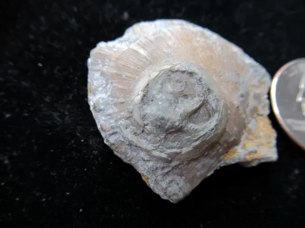 Genuine Ordovician Age Isorophus Edrioasteroid From Ohio For Sale #5a