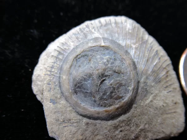 Genuine Ordovician Age Isorophus Edrioasteroid From Ohio For Sale #7a